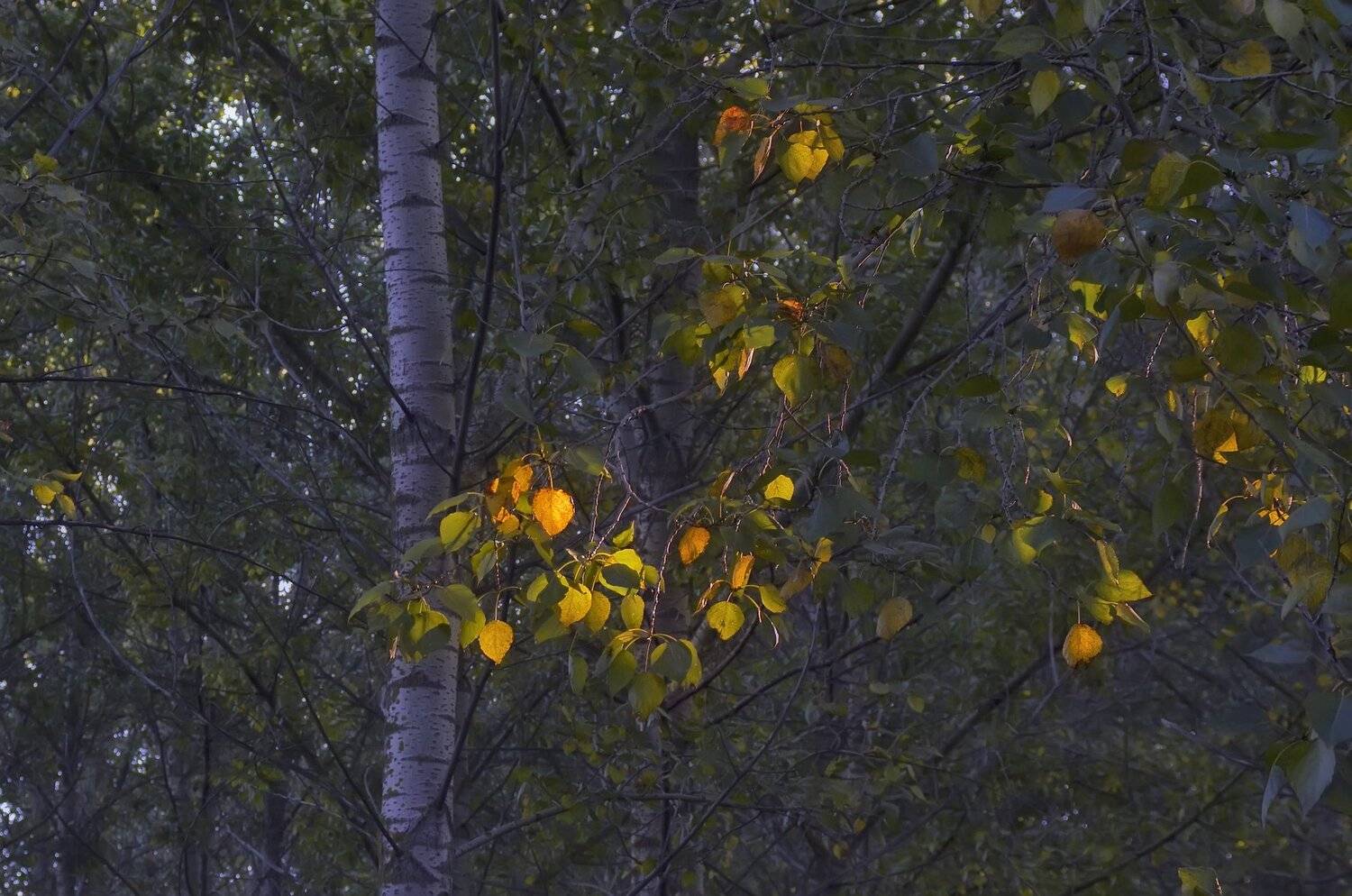 листики,свет,дерево,игра, Владимир Володин