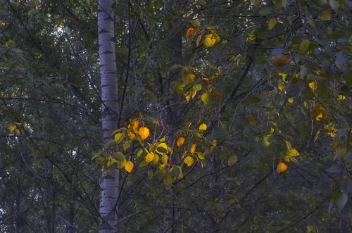 Игривый свет...