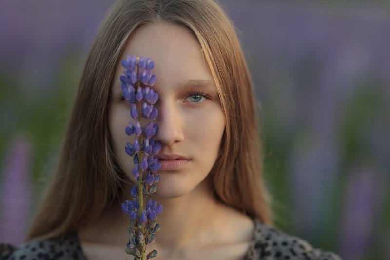 Голубые люпины фото превью