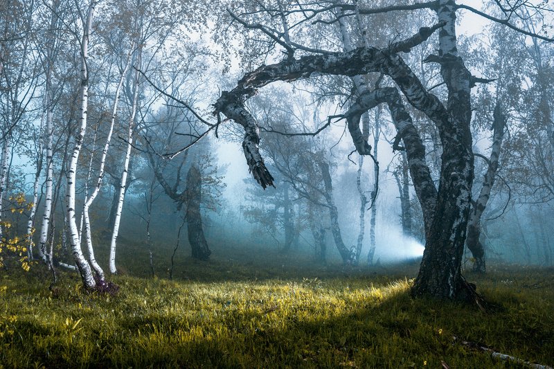 forest, serbia, nature, fog, misty, flash, light, green, mountain, balkan, birch Mystic forest фото превью