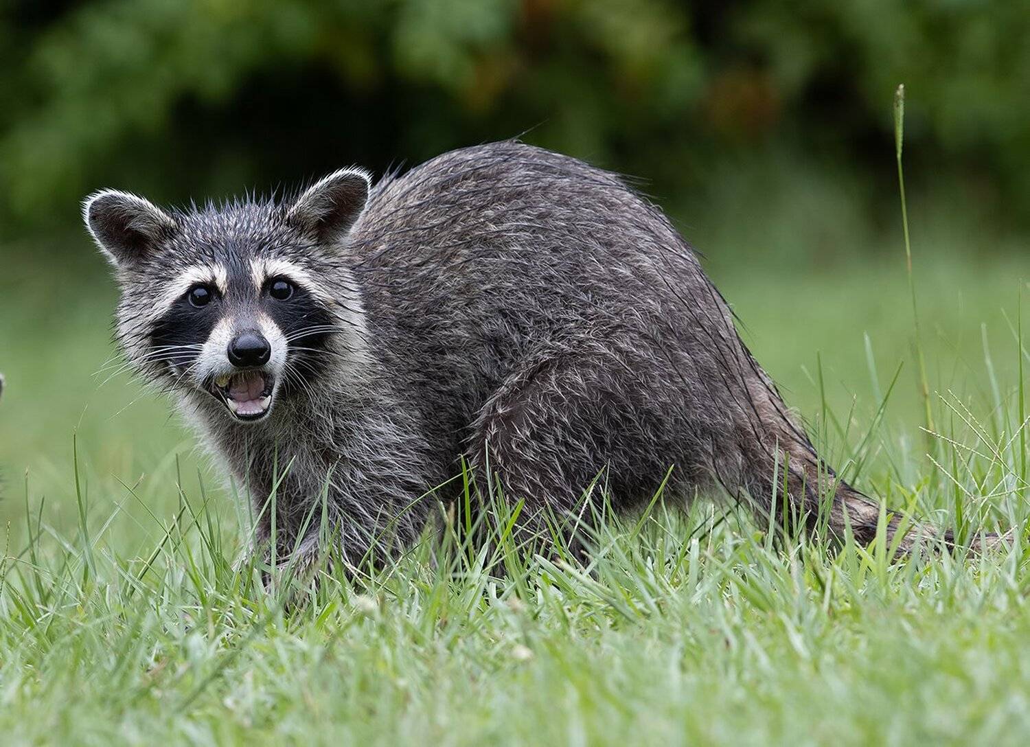 енот обыкновенный, енот-полоскун, raccoon, енот, дикие животные, животные, animals, Elizabeth Etkind