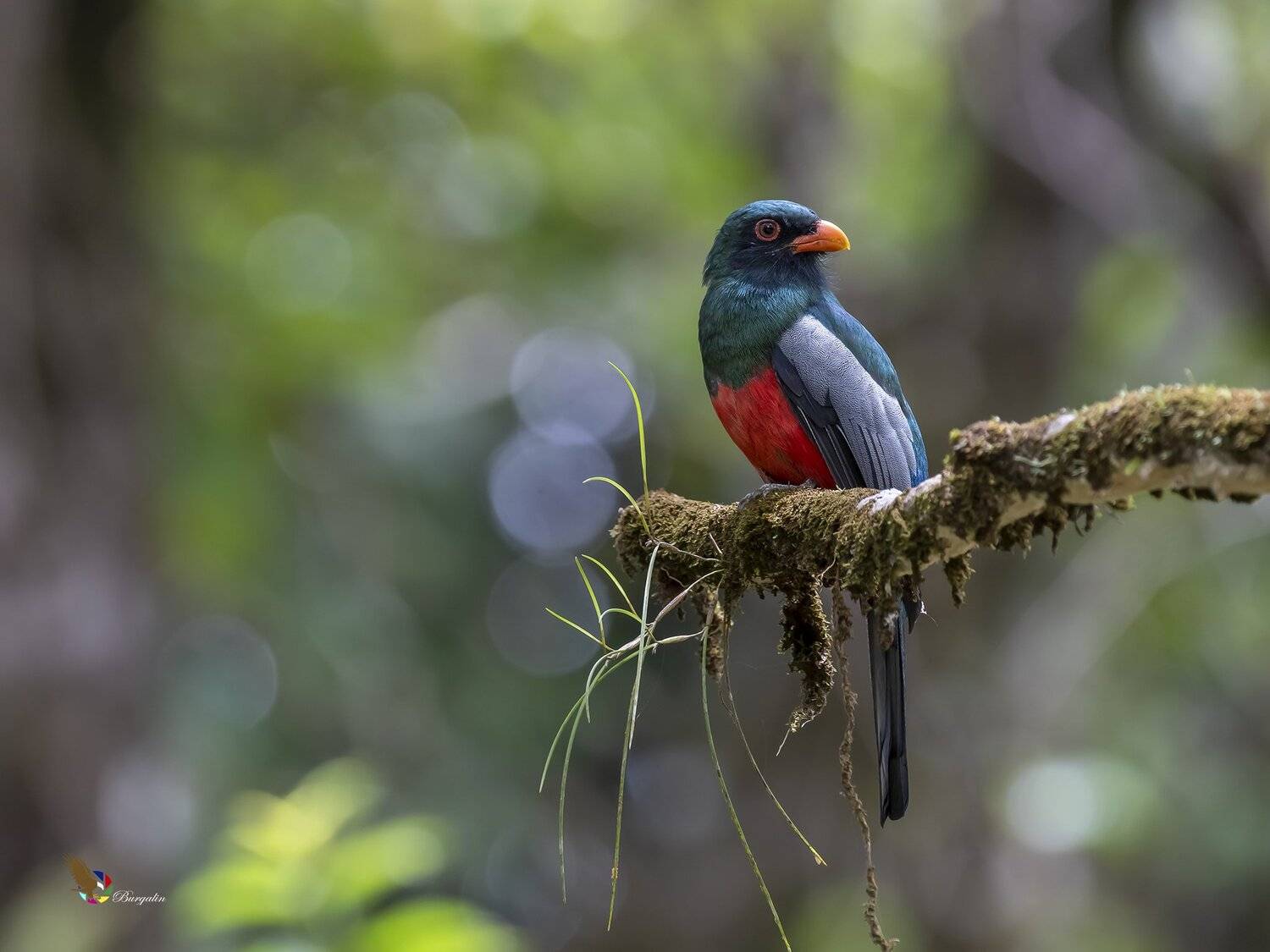 , Fernando Burgalin Sequeira