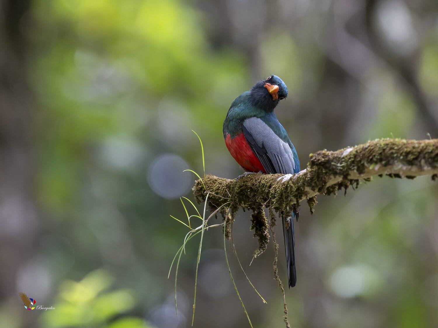 , Fernando Burgalin Sequeira