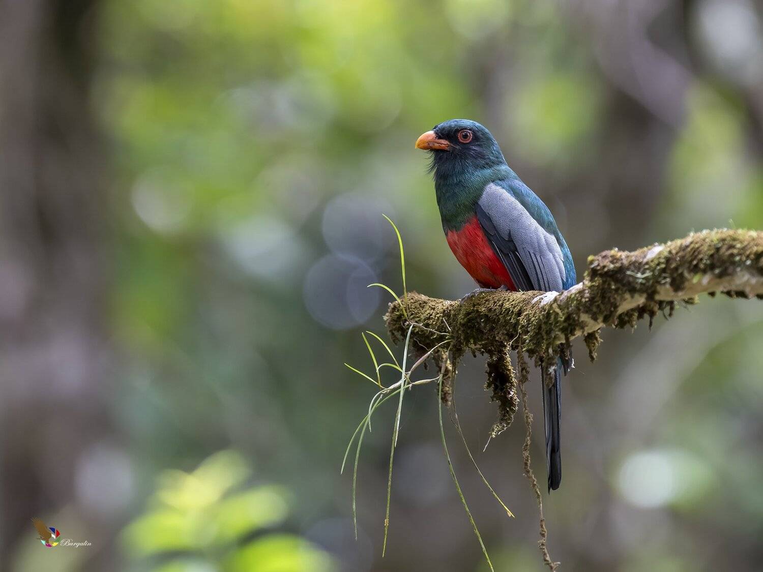 , Fernando Burgalin Sequeira