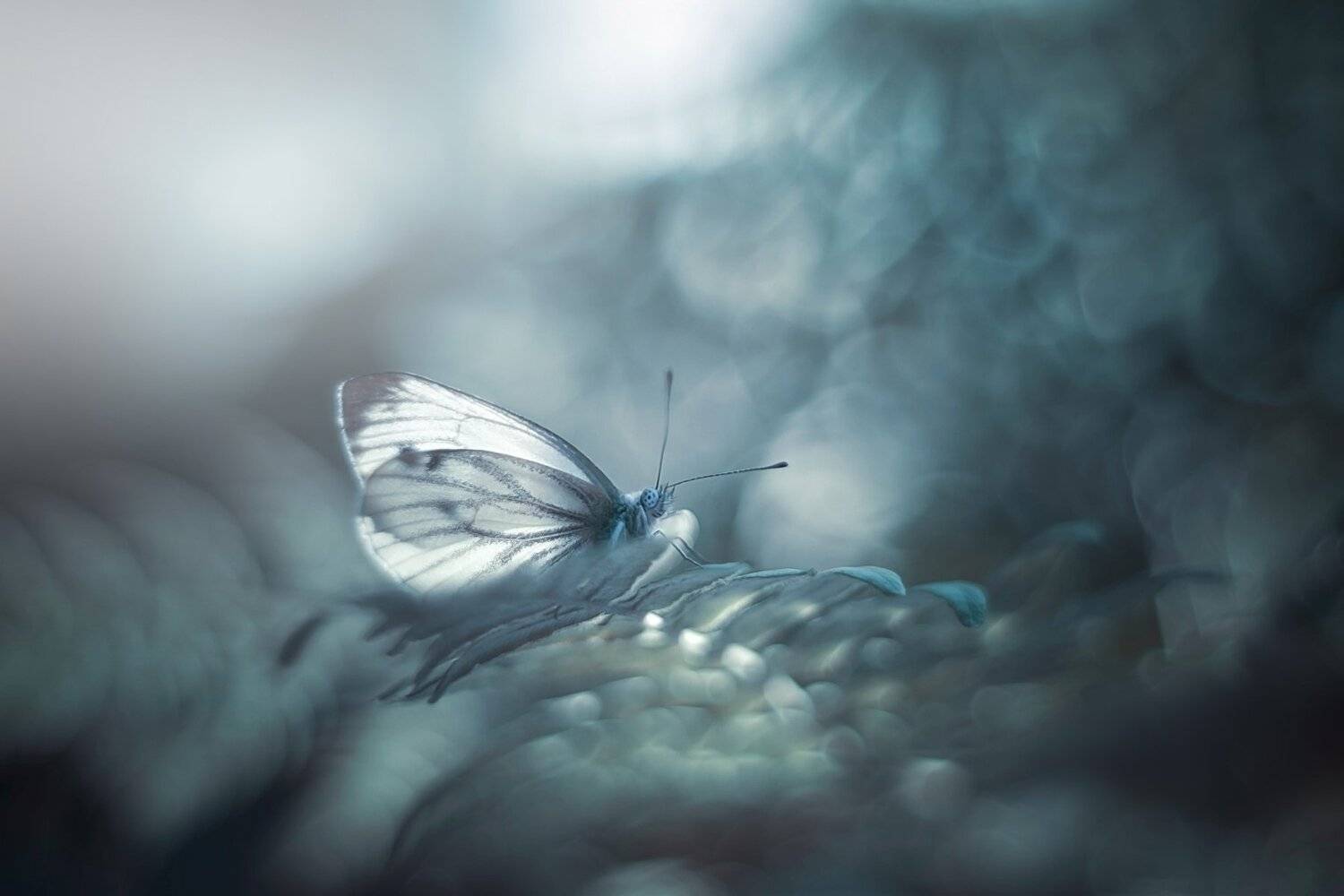 , Лапшина Владлена