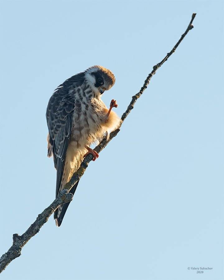 , Валерий Субачев