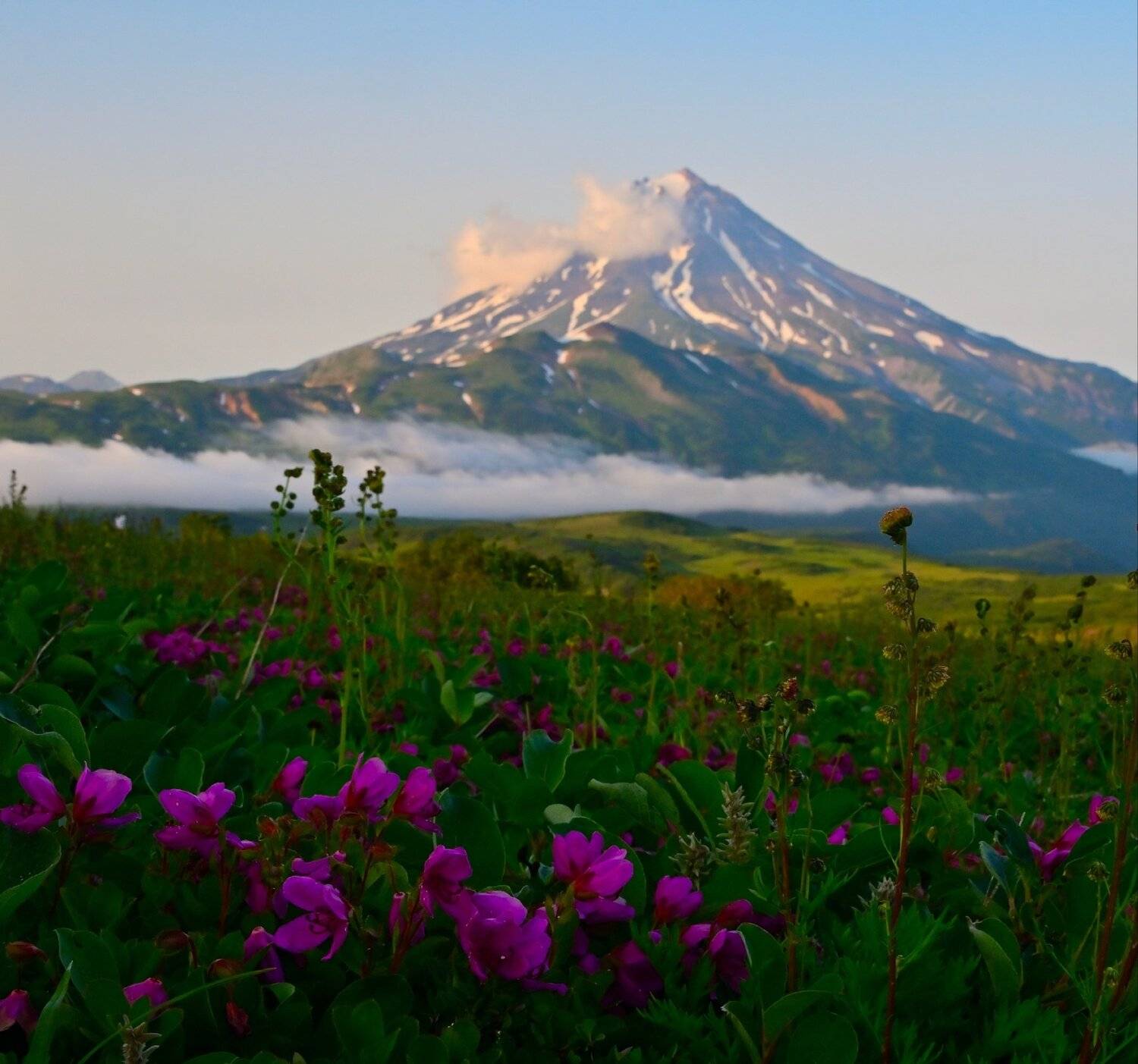 камчатка, вилючинский, рододендрон, пейзаж, цветы, никон, Karasev Pavel