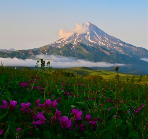 Цветение камчатских рододендронов