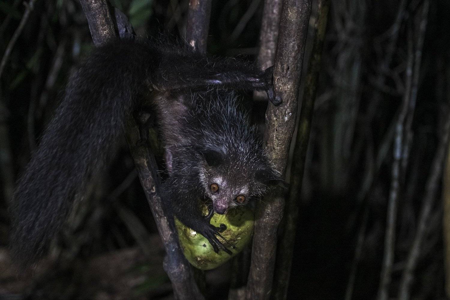рука-ножка, Александр Маркелов