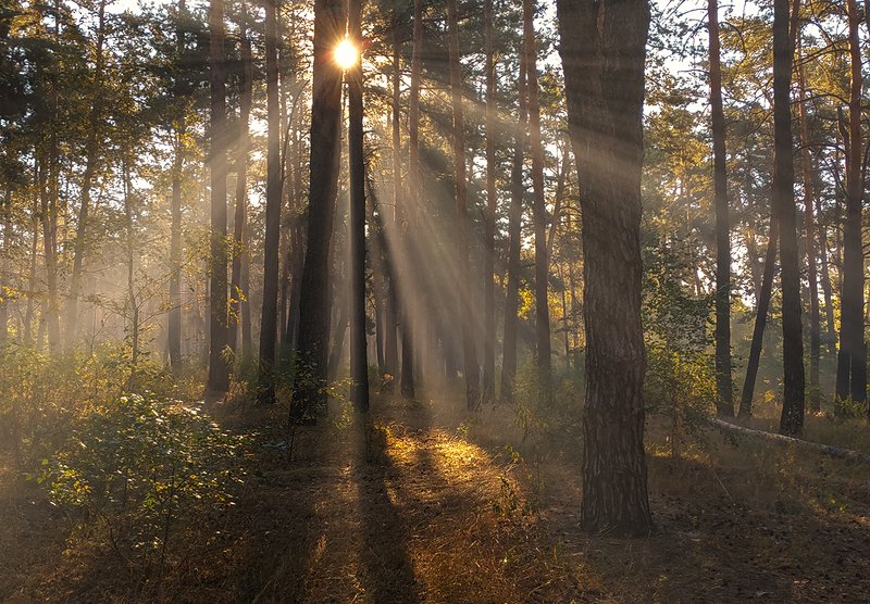 утро фото превью