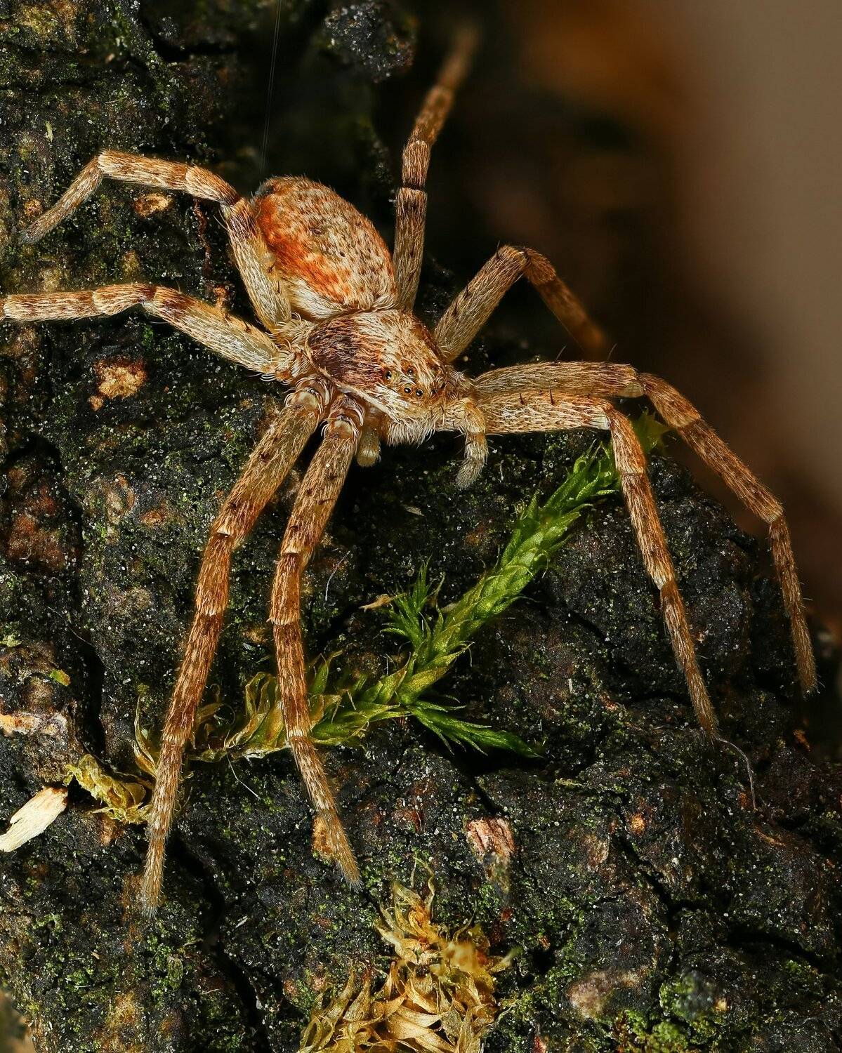 макро,природа,паук,арахнид,цвет,оранжевый,черный,животное, Андрей Шаповалов