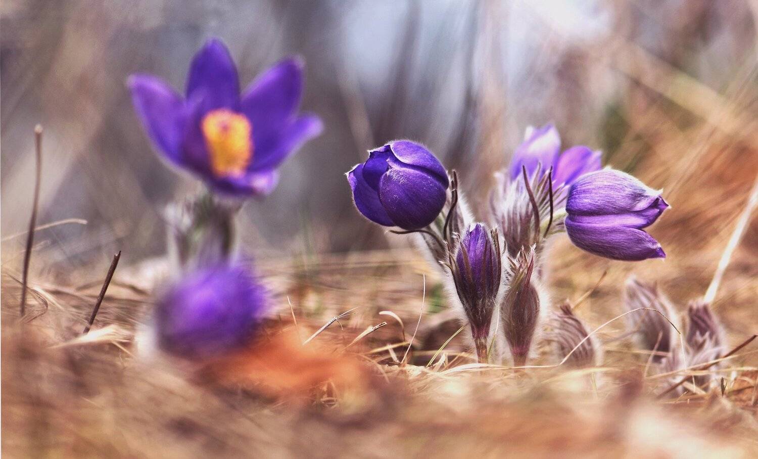 , Макеев Алексей