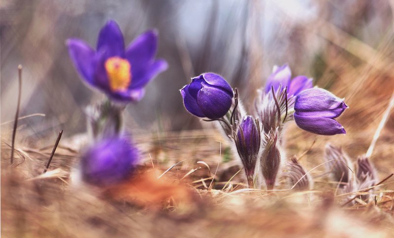 ... фото превью