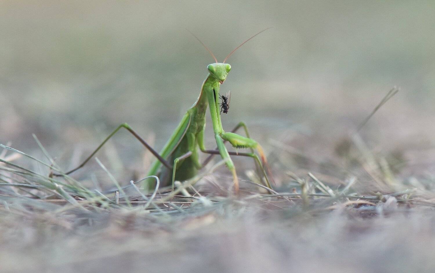 , Макеев Алексей