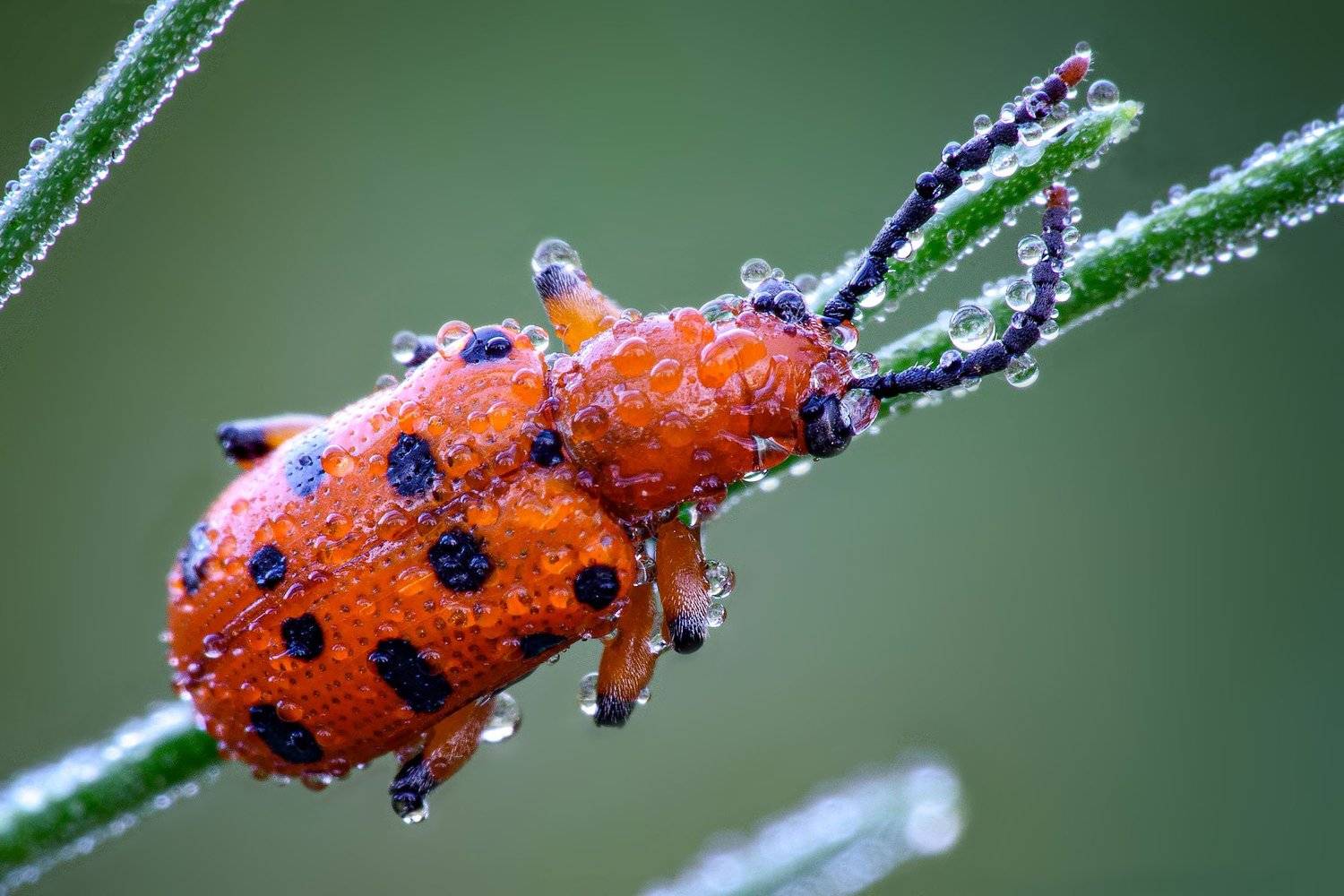 жук, роса, Сергей Рубан