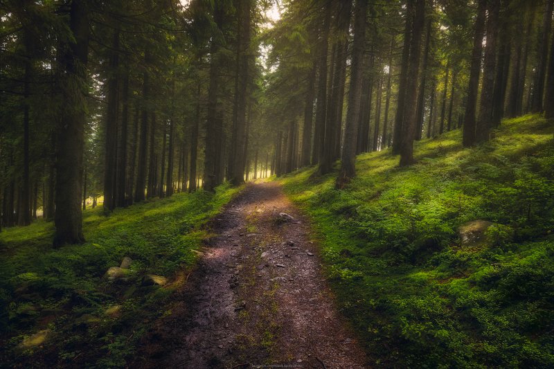 карпаты, поход, лес, природа, пейзаж, тропа, свет, лето Лесными тропами фото превью