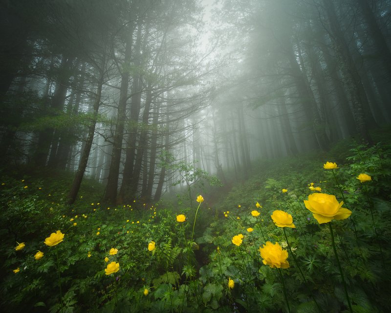 Hidden in the misty forest фото превью