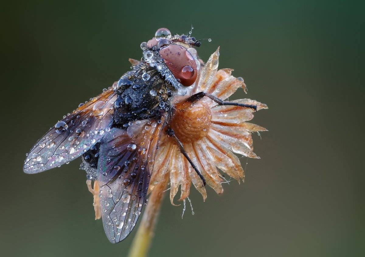 Муха, Чепленко Алексей