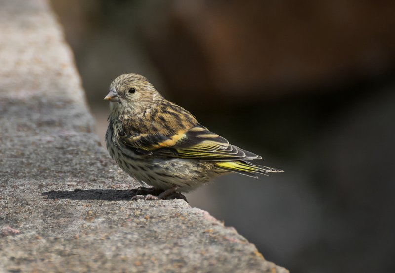 птица, чижик, чижик.. фото превью