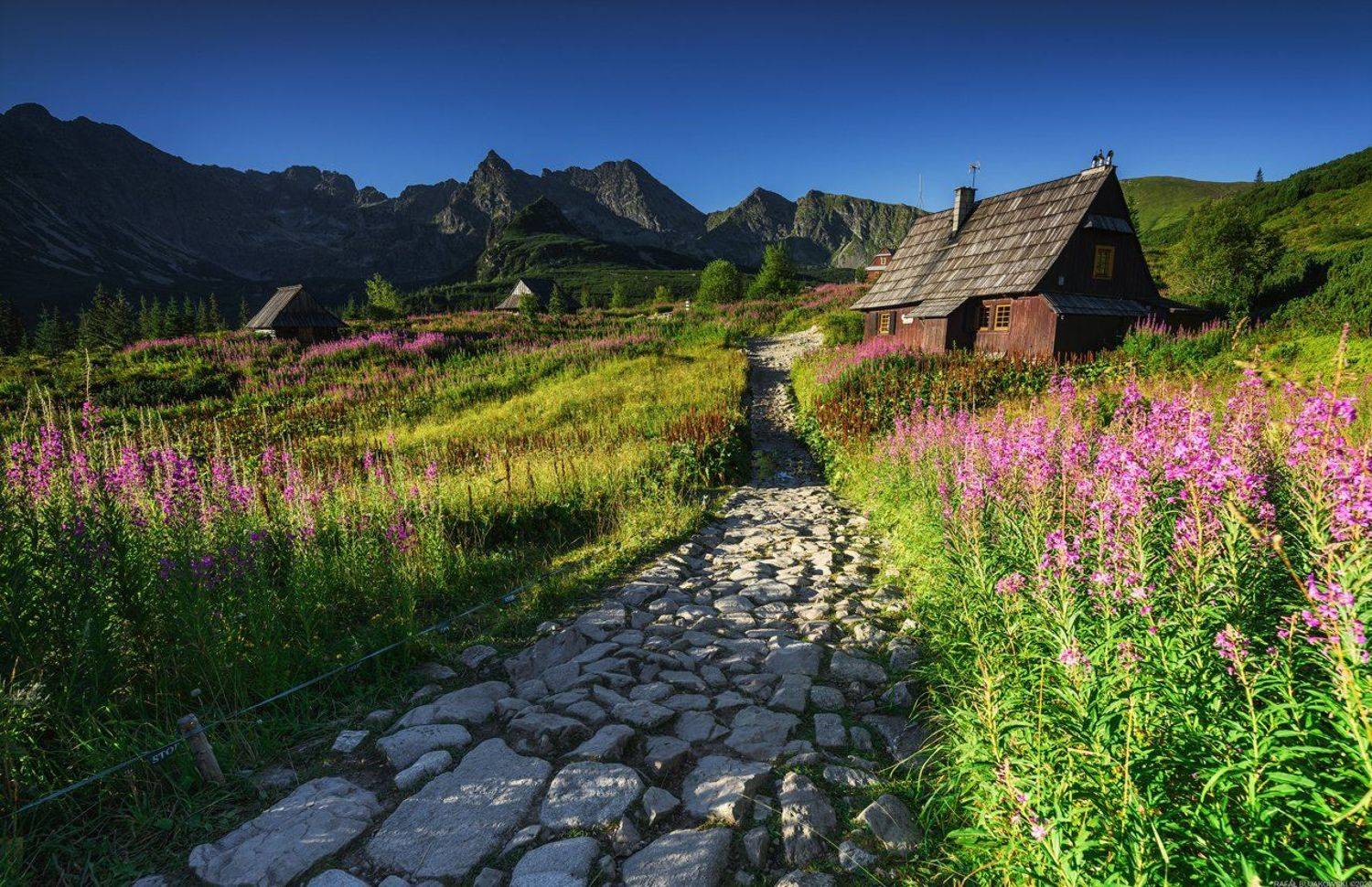 #landscape #panoramic #photo #nikon #adventure #day #mountains #sunrise #flowers #summer, Rafał Bujakowski