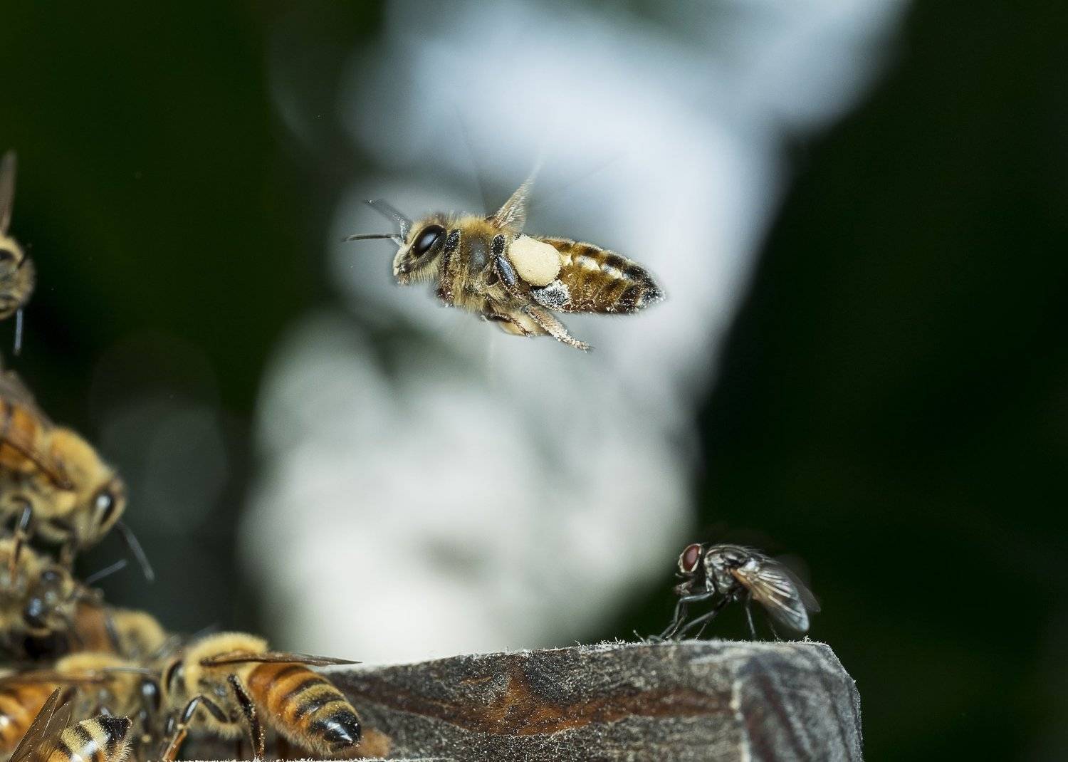 #macro#bee#colour, Choo How Lim