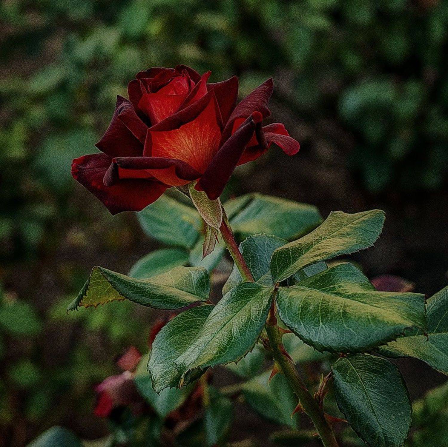 , Владимир Гамаюнов