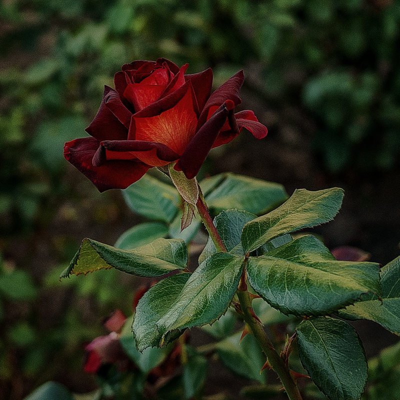 Августовская красавица фото превью