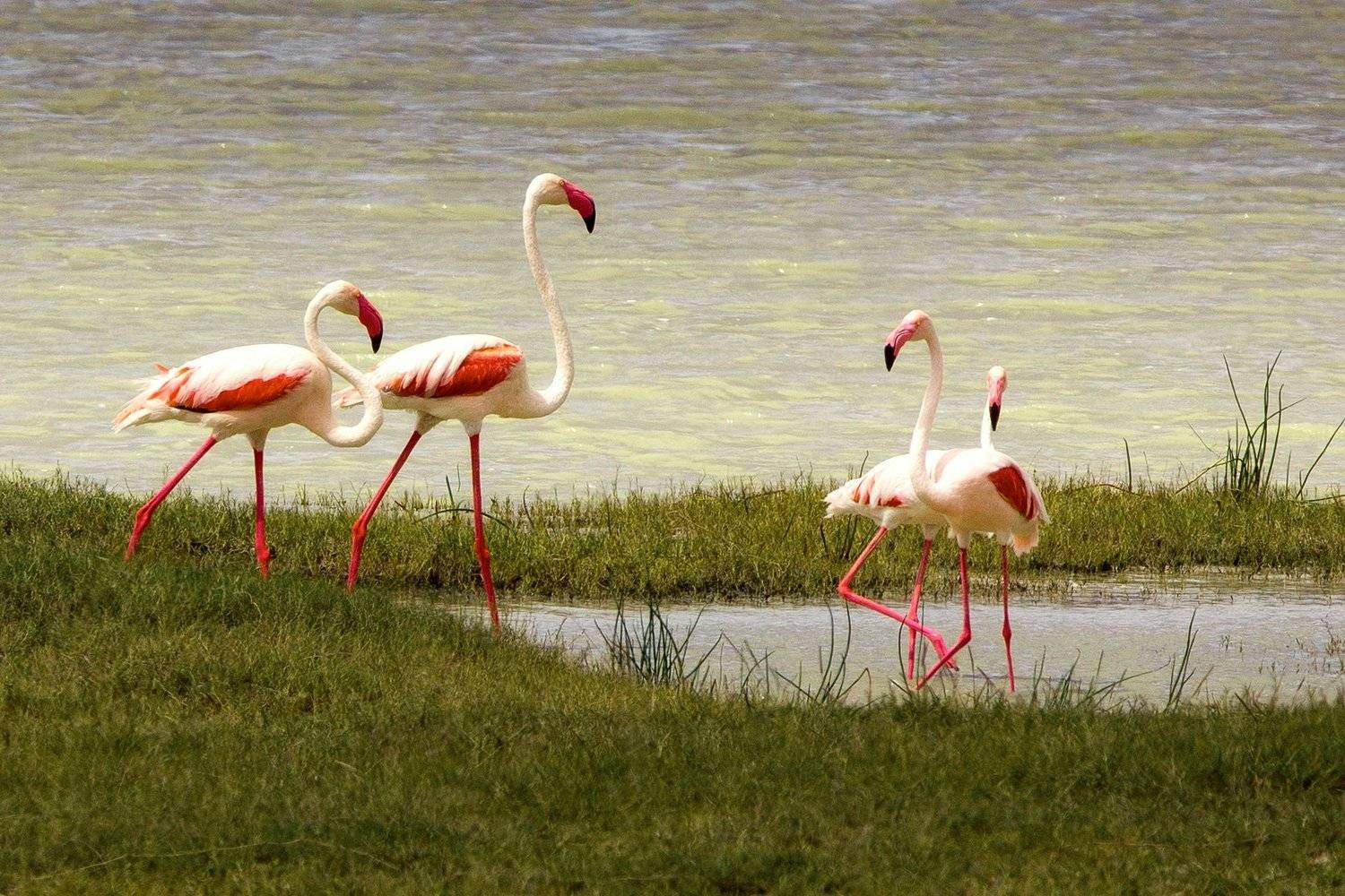 , Рашид Усманов