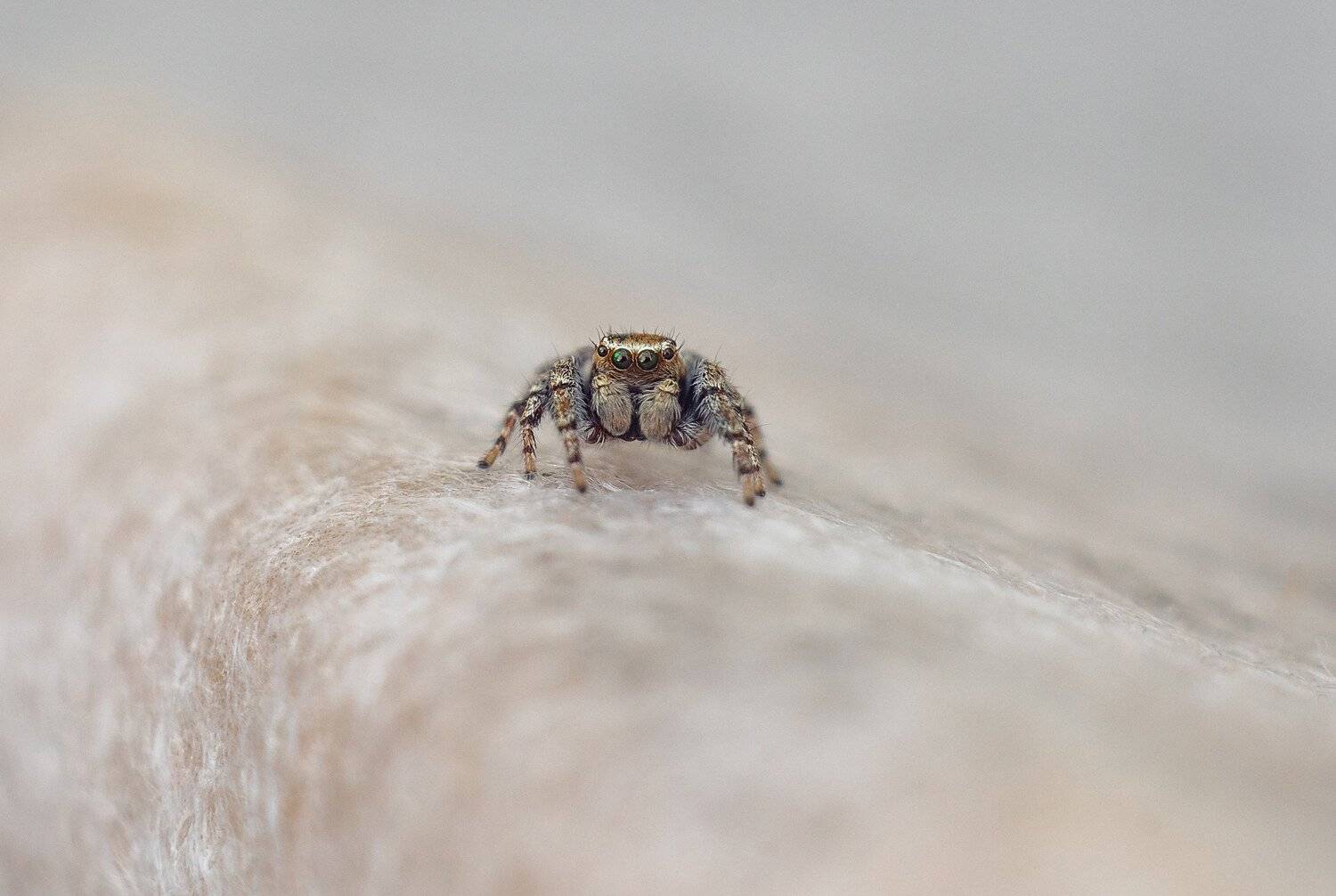 , Рут Андрей