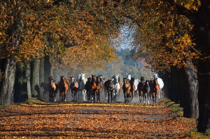 Herd фото превью
