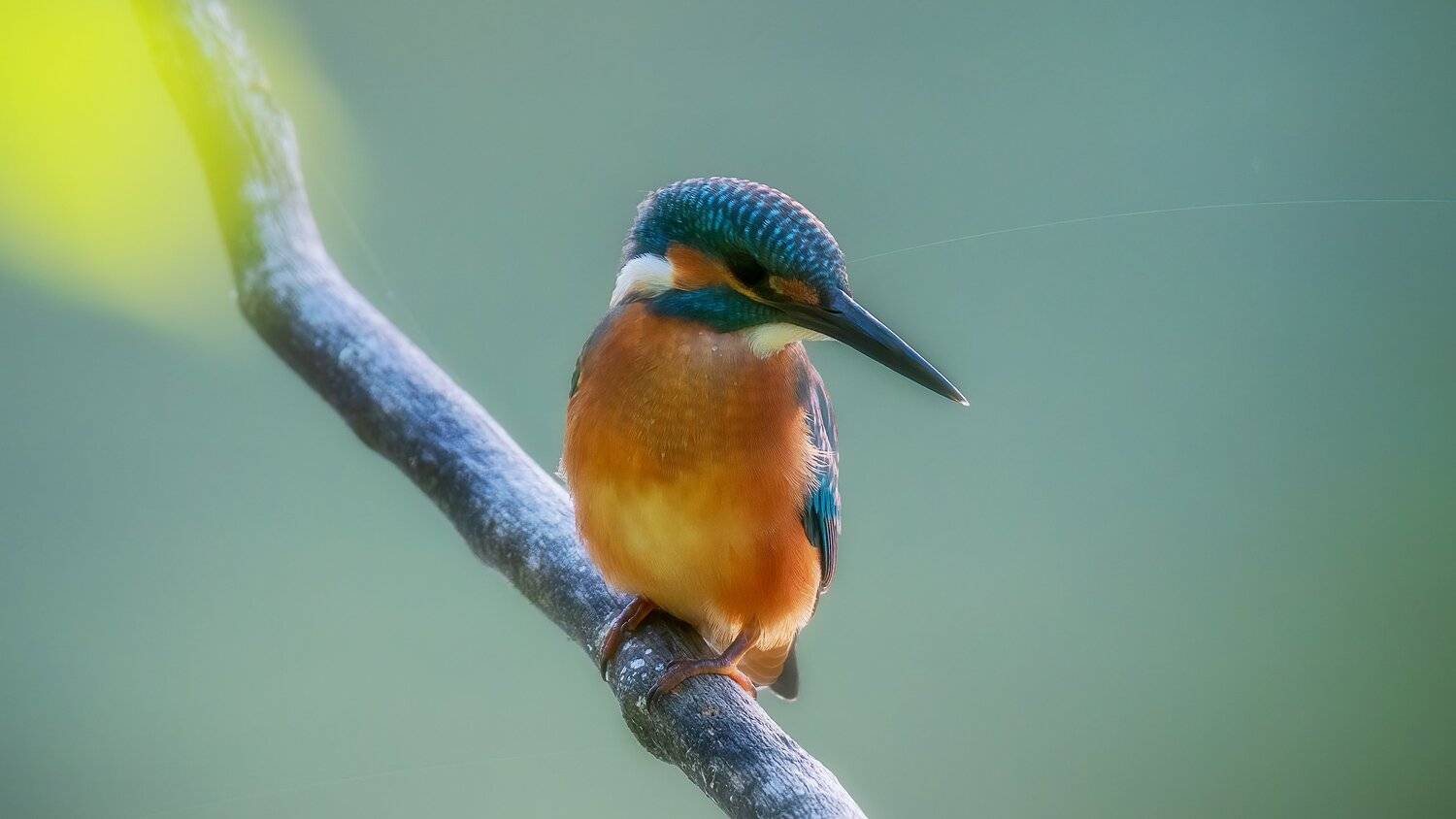 , Alexander Plekhanov