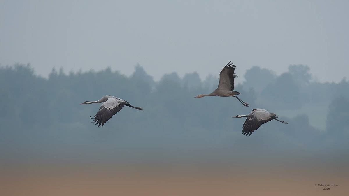 , Валерий Субачев