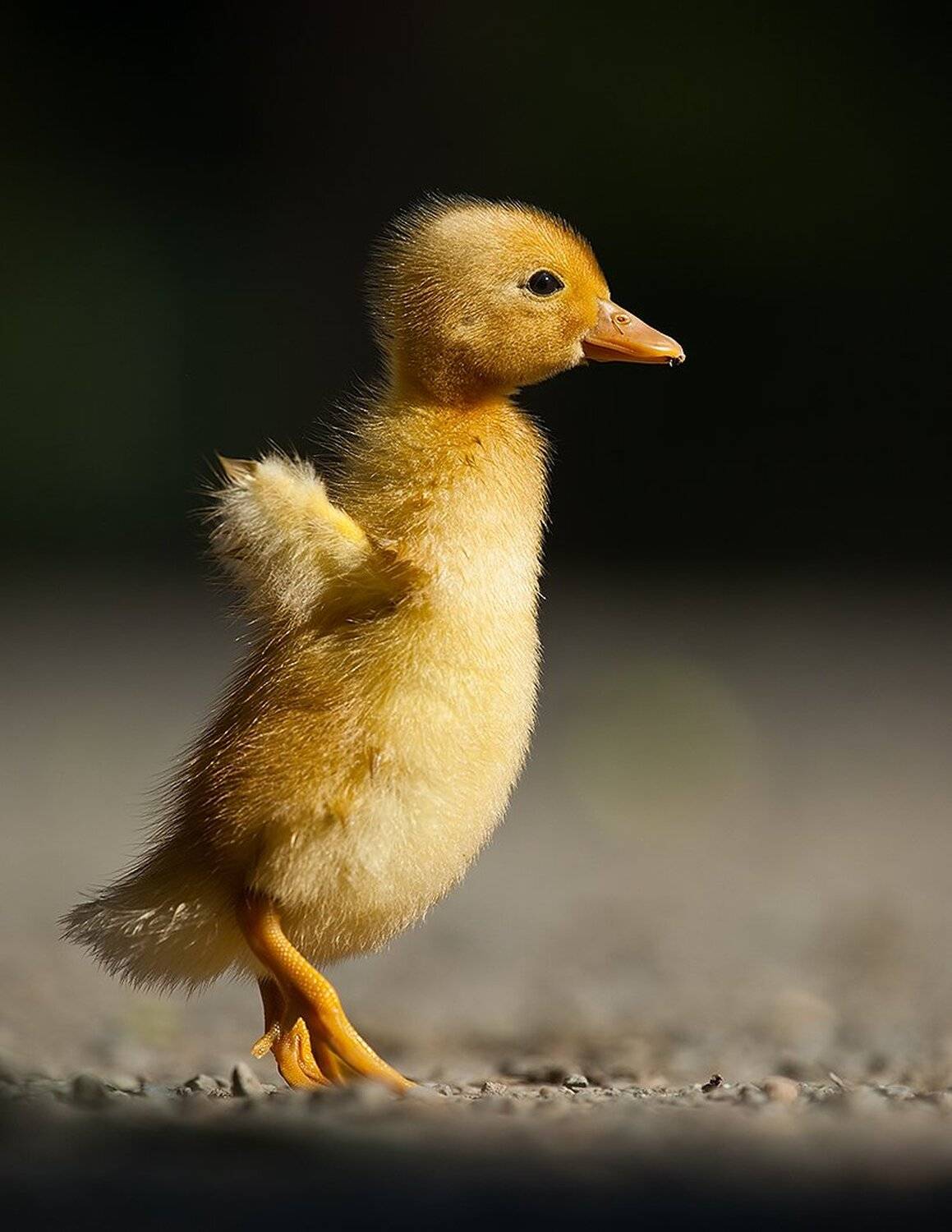 , Robert Adamec