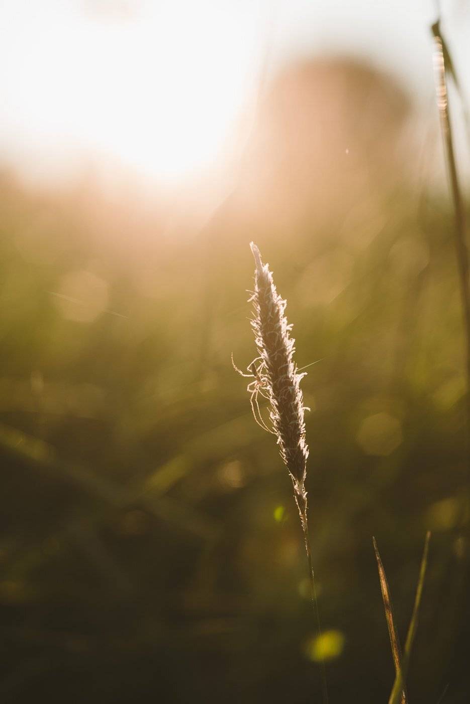 , Григорий Пиль