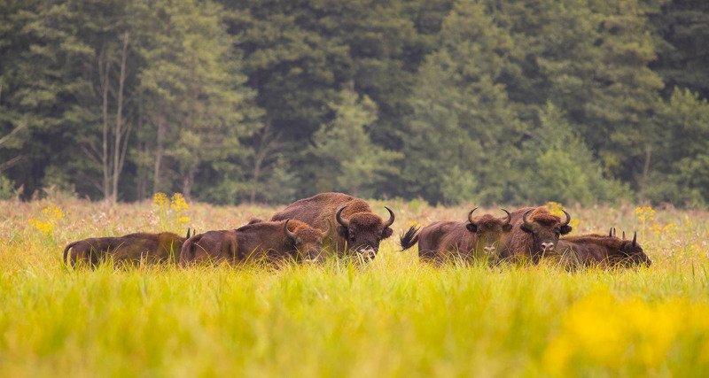 Żubry фото превью