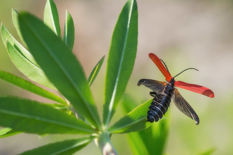 *** фото превью