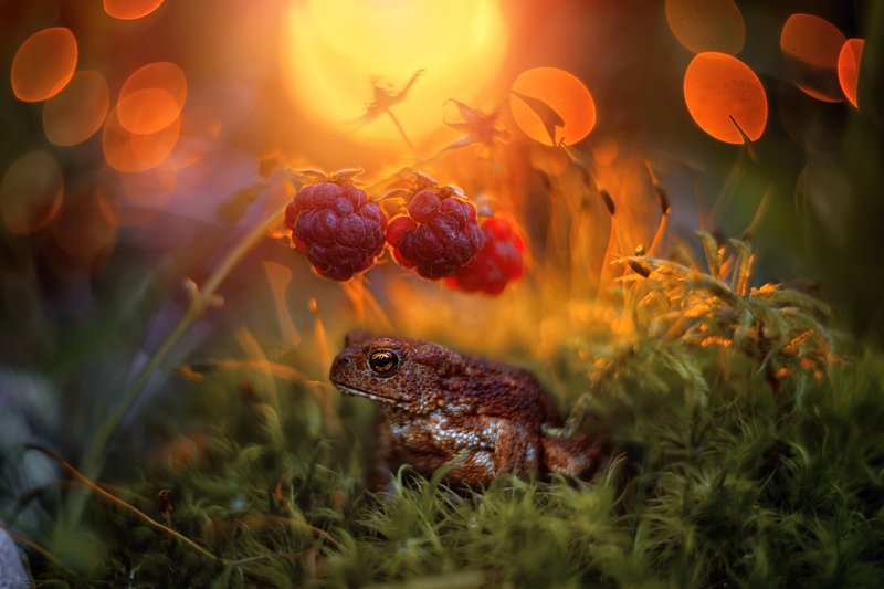 Закат в малиннике фото превью