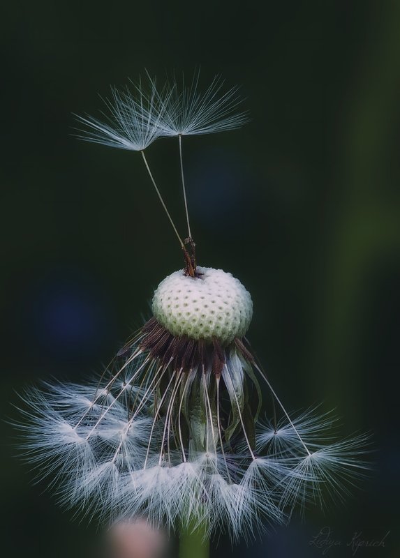 одуванчик, концептуально, юмор, лысый, на черном фоне, крупный план, пестики тычинки,  фото превью