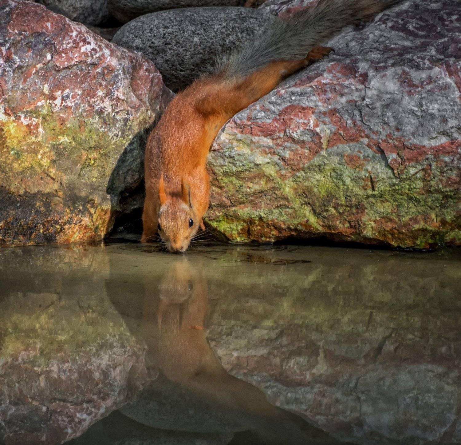 белка, озеро, жажда, вода,, Марина Мочалова