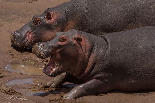 Веселые гиппо.