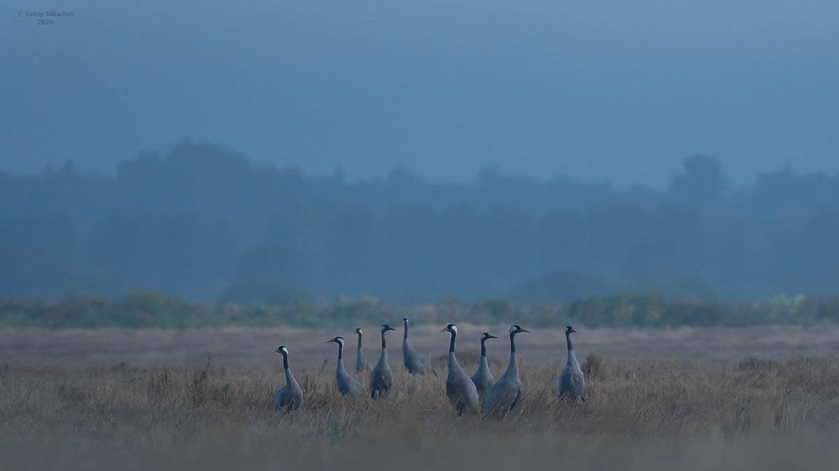 , Валерий Субачев