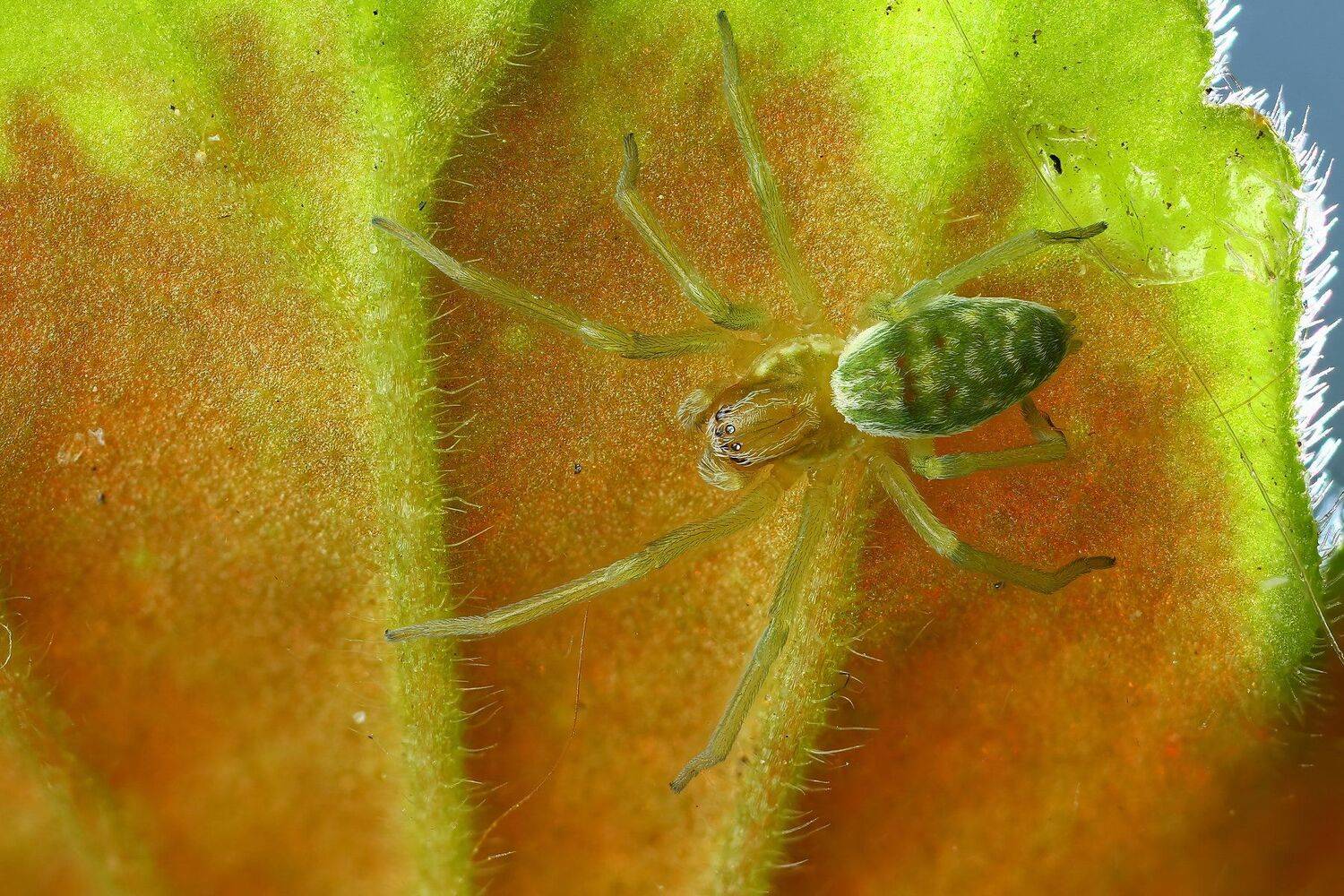 макро,природа,животное,паук,растение,лист,зеленый,синий,цвет, Андрей Шаповалов