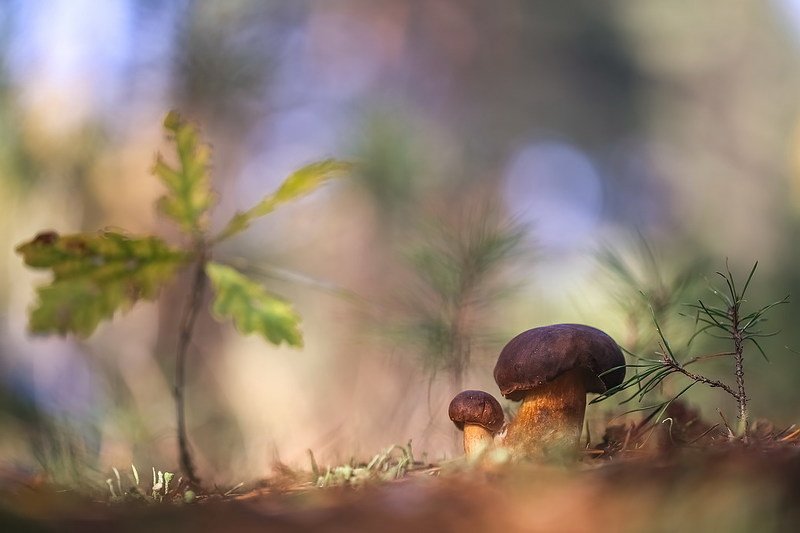 Тихая охота фото превью