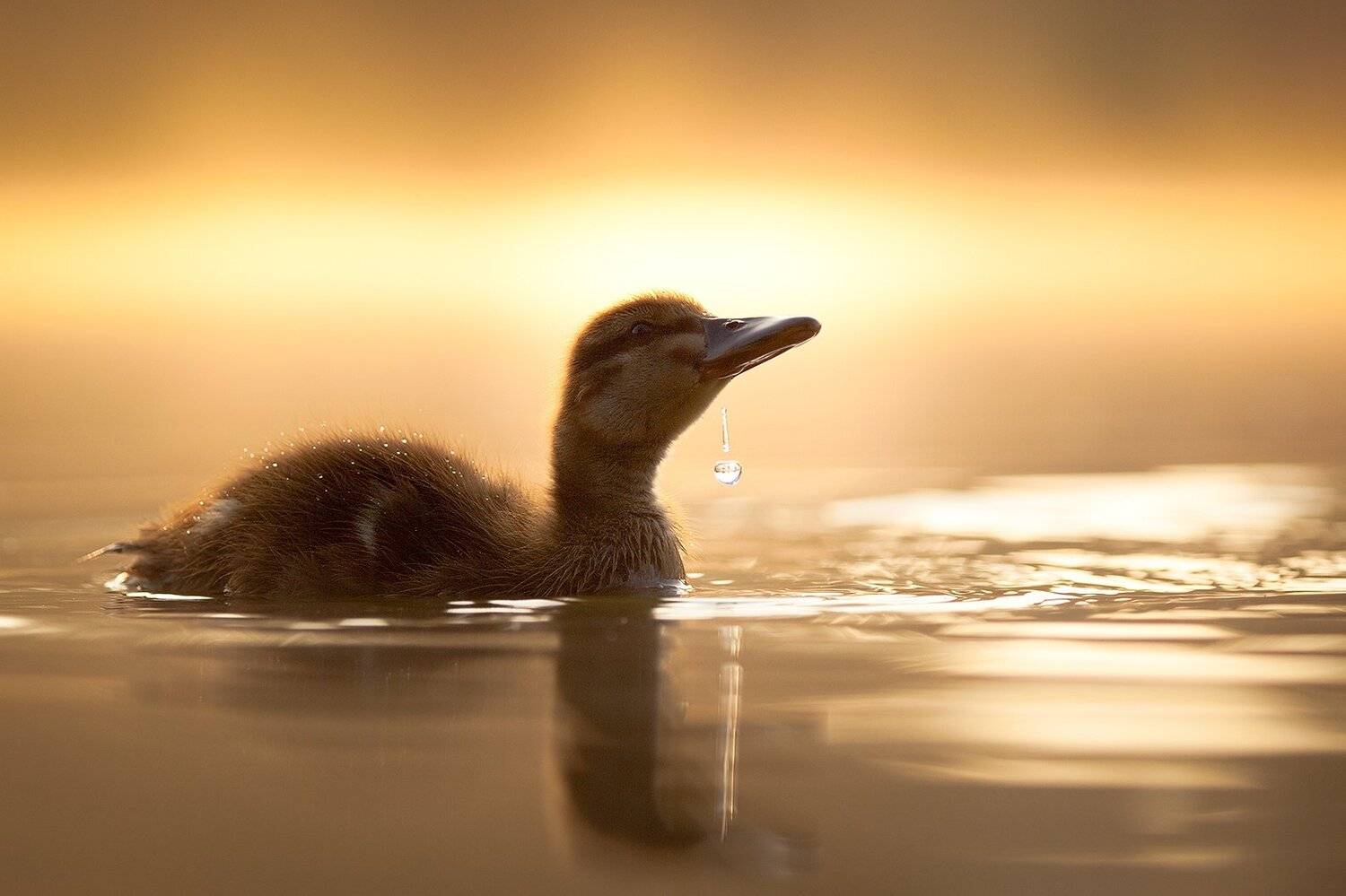 Duckling. Автор: Robert Adamec , Robert Adamec