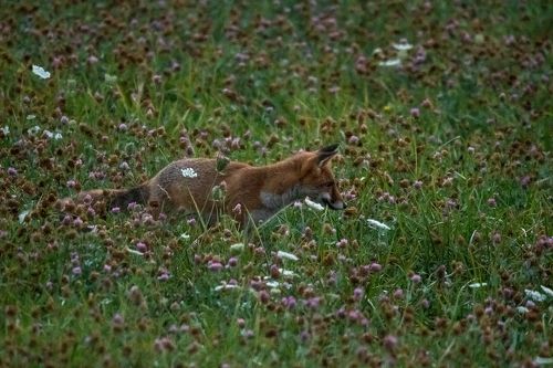 Red fox at dawn