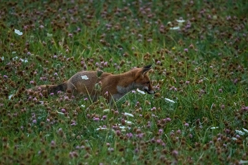 wildlife; red fox;fox;renard; Red fox at dawn фото превью