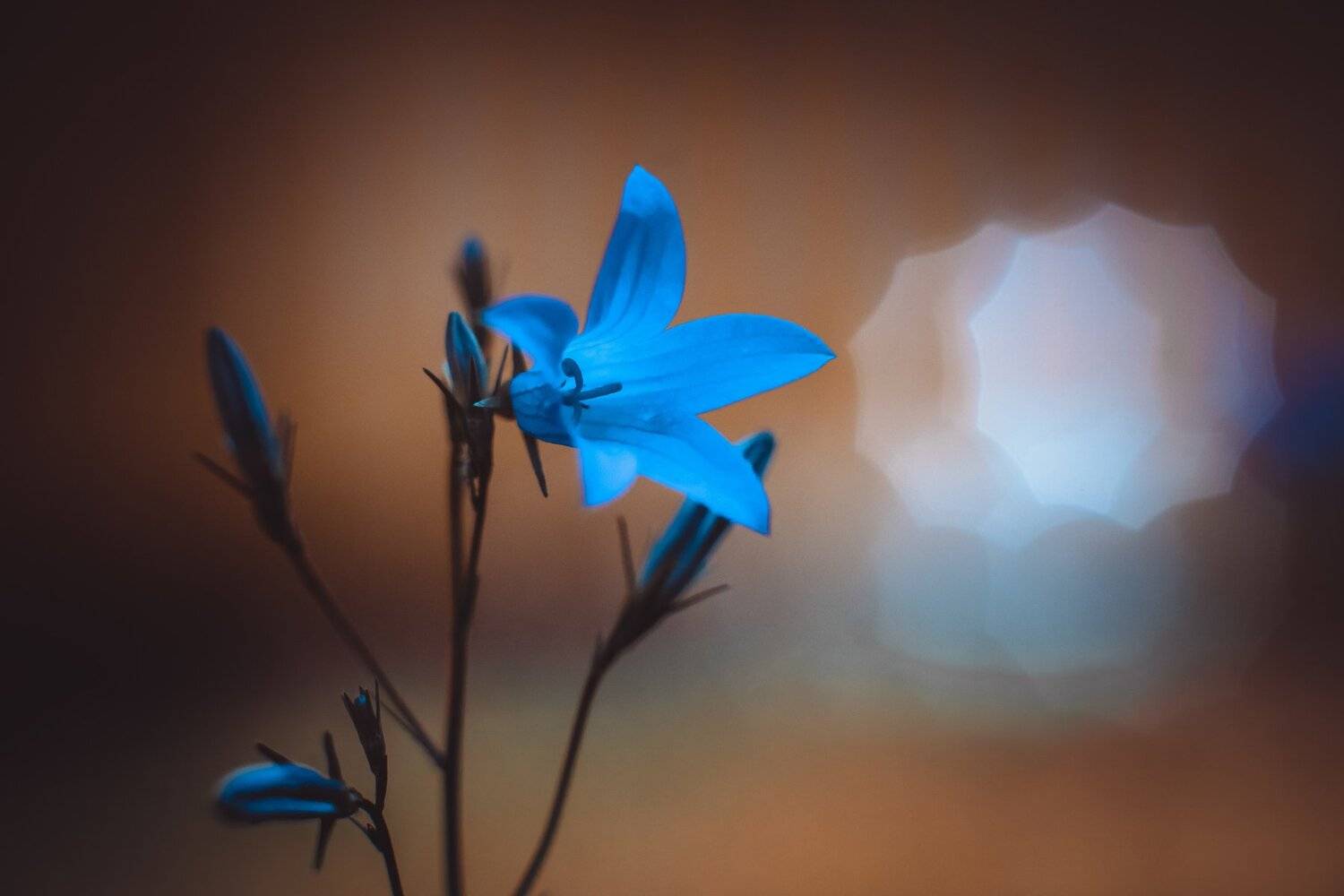 , Рут Андрей