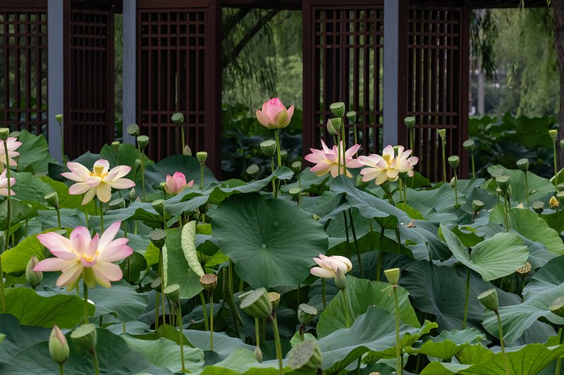 Lotus garden фото превью