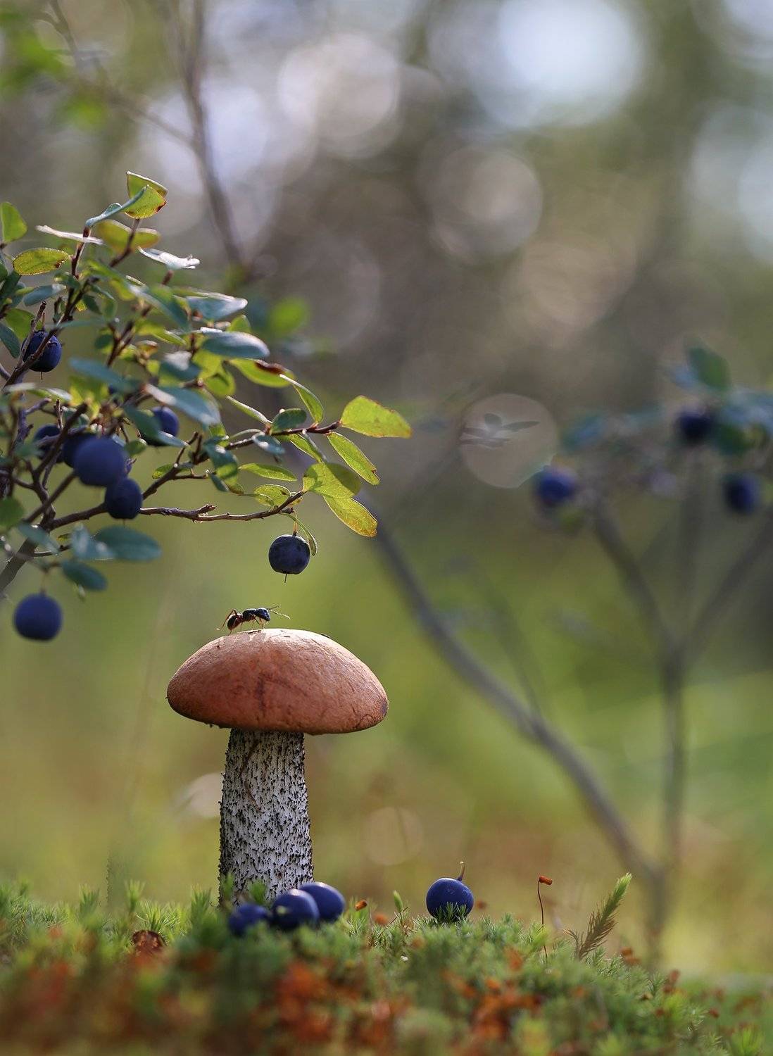 нерюнгри, подосиновик, якутия, муравей, грибы, насекомые,, Евгения Левина