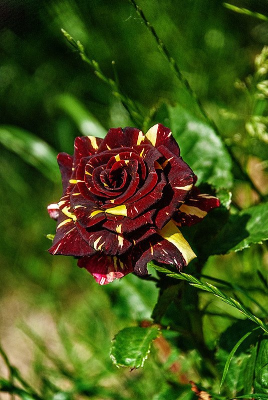 Роза фото превью